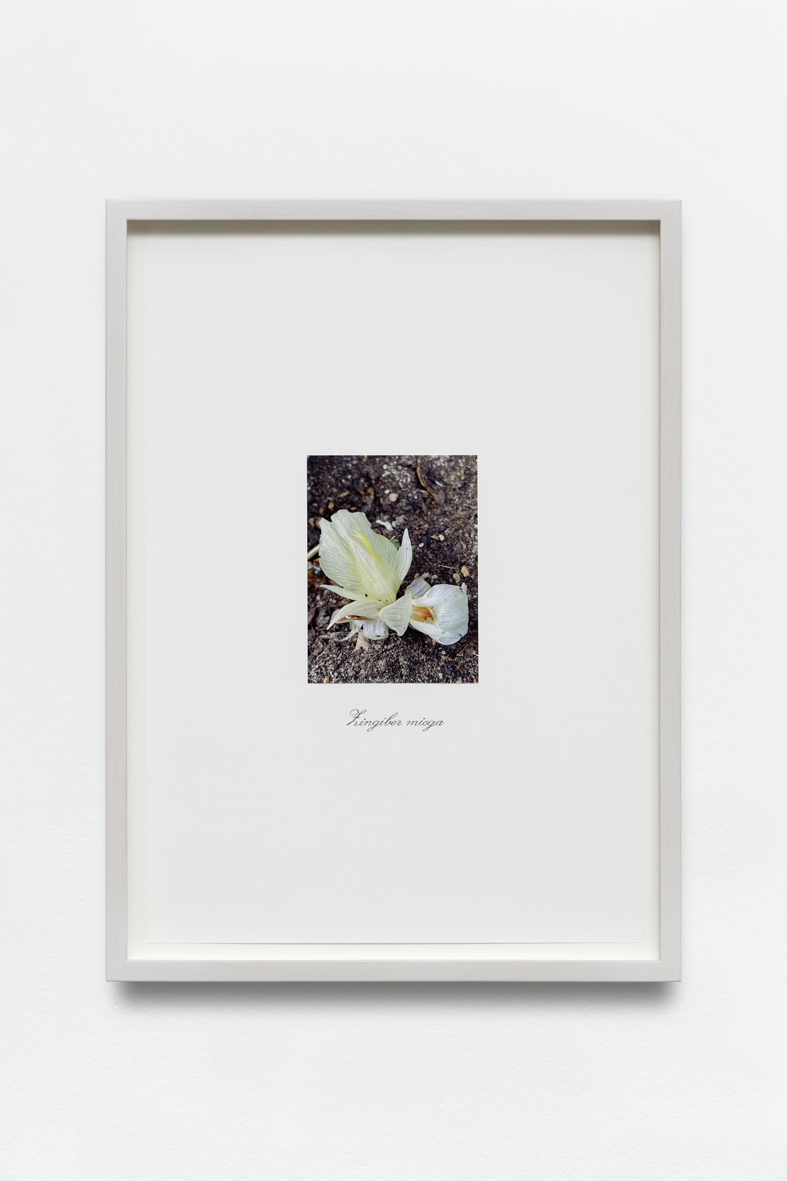 Danh Vo, untitled, 2021