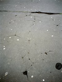 Jean-Luc Moulène, La Vigie (extrait 3), 2011