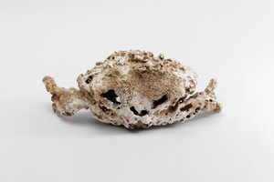 Roberto Cuoghi, SS(VIP)c, 2016